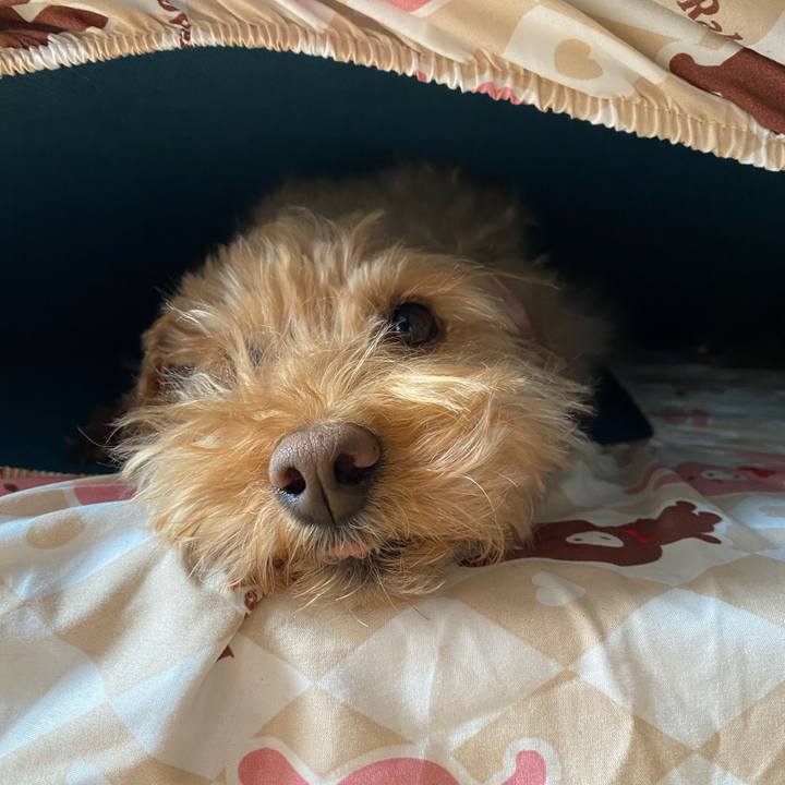 1a6f30c9 48a0 4c0a ba89 70a4b7dae3d8 1618276060495