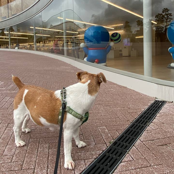 1a724e18 4496 4195 93ce 51e1a2bcc6a6 1623835080660