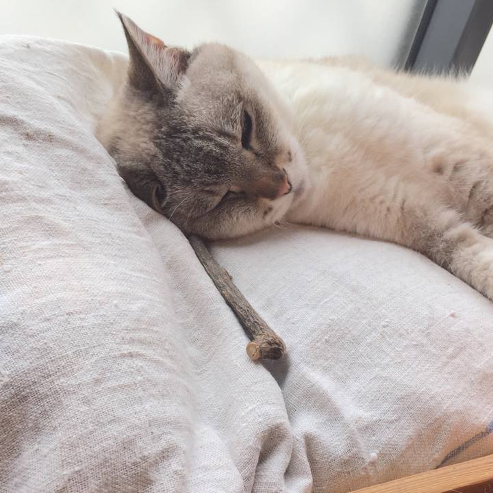 1a73b27d 8718 4a32 8865 ef391b97f3c0 1561859809275