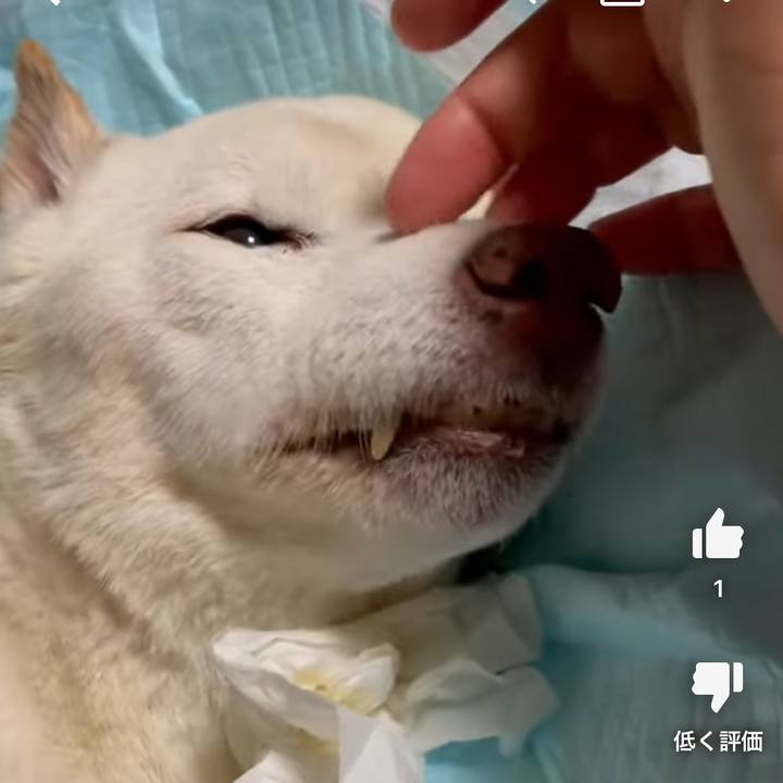 1a73d803 097c 4e55 9ed1 dcdc909ea4fa 1680865389981