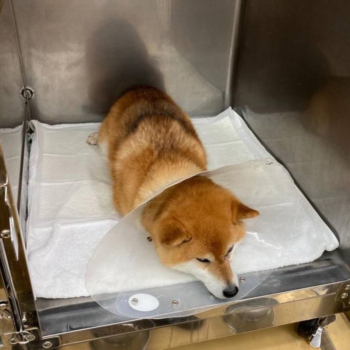 1a74cb03 3d2a 4608 8ba6 5e29409a4b0b 1714038972540