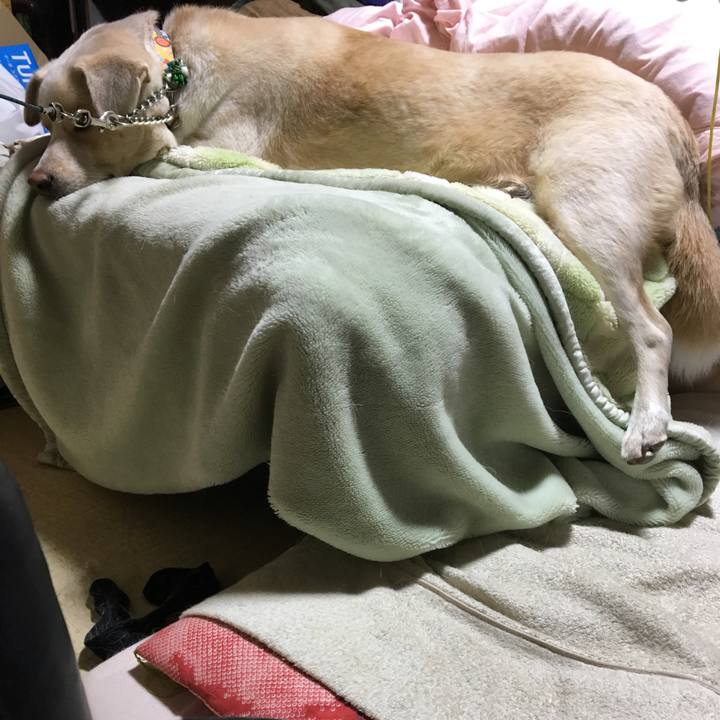 1a74e5d9 bd4c 4fc5 b935 6a77d52fa511 1514457520024