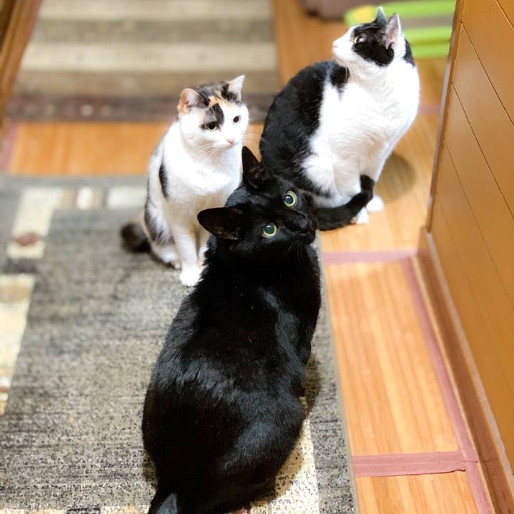 1a774881 8f7e 41f1 a7e3 1e513b92f34c 1588296835630