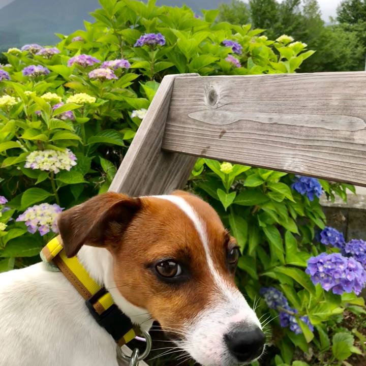 1a77509d 3417 4c33 8f14 251b2054c56d 1530931230079