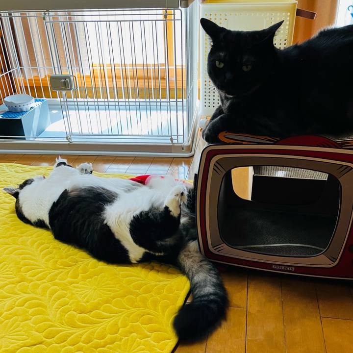 1a7967a8 73f8 4514 8212 132d40b71753 1747441606368