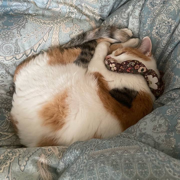 1a798e32 aa6b 425a 95a1 064169fa4ac5 1761779800055