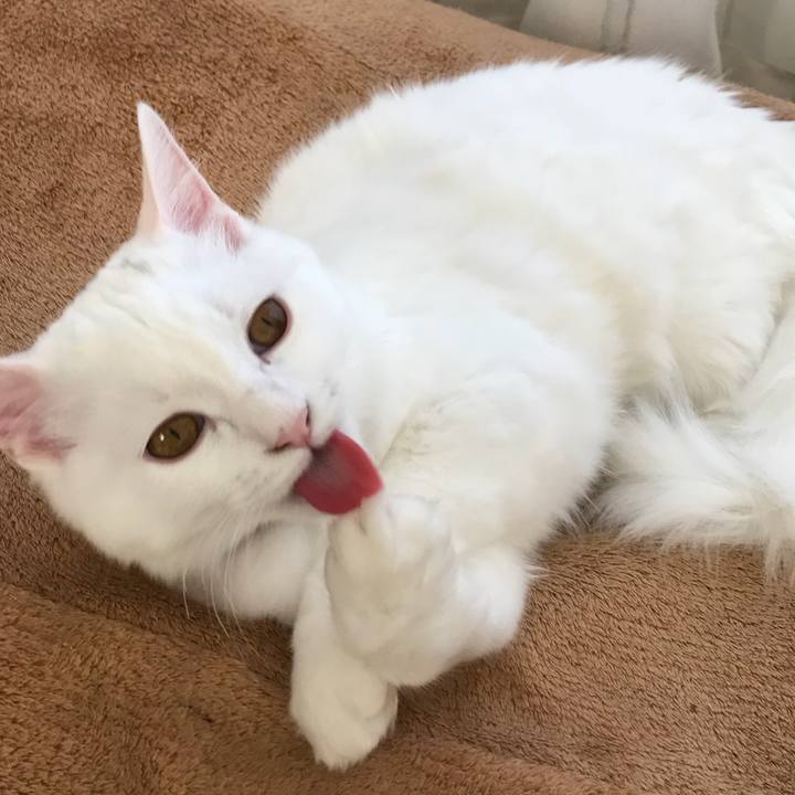 1a79f52f 6606 4967 9467 aed4bef1b2a3 1513392731815