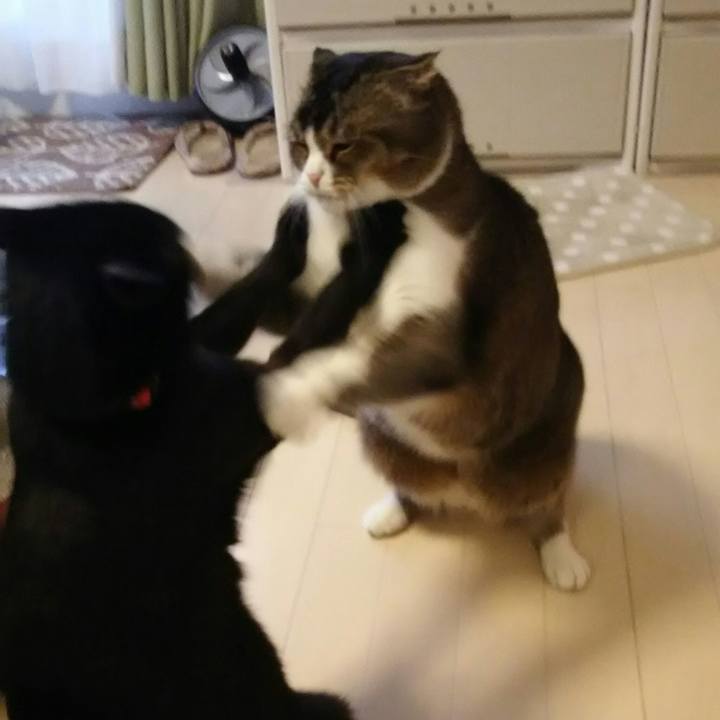 1a7a3dc4 0b65 4aee 9289 ab75b18ae2e8 1544830930188