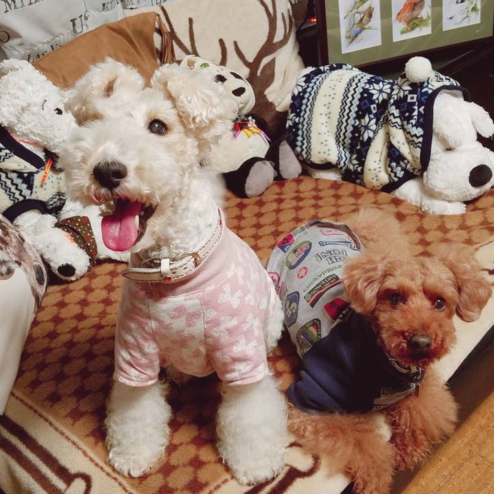 1a7a7a98 1da9 439f a746 1e48a9c4dfca 1546959056662