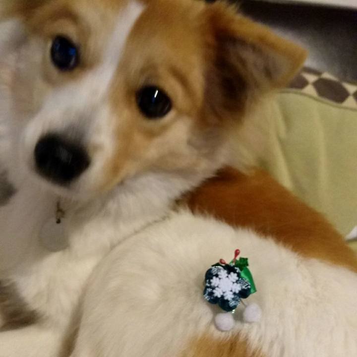 1a7a9b3e a9db 402b a93e d53b502456b8 1513594831011