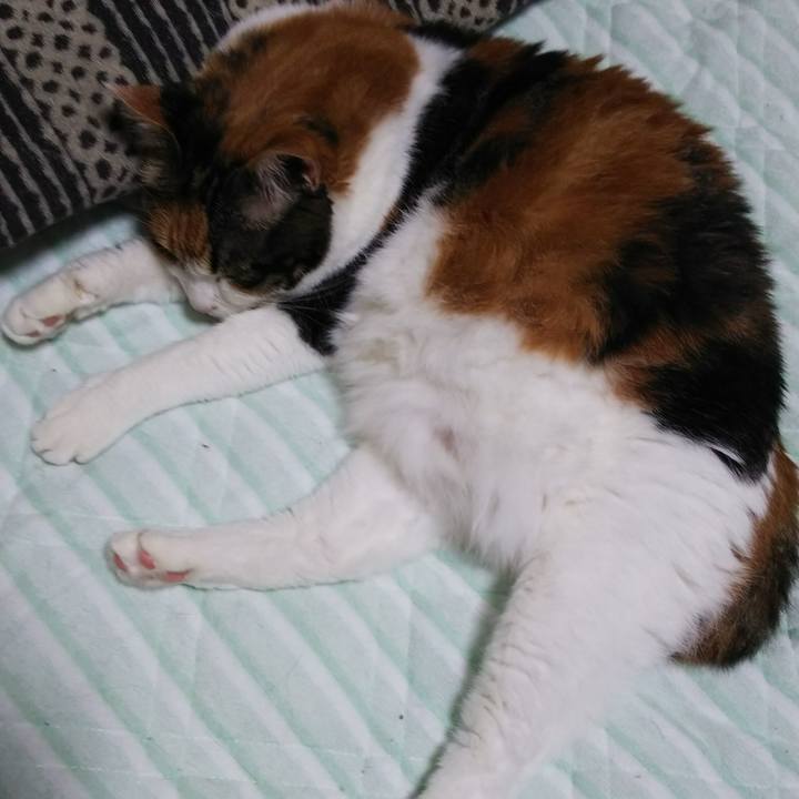 1a7c5254 d826 4b01 bb4a bdd7668d8f41 1534770508935