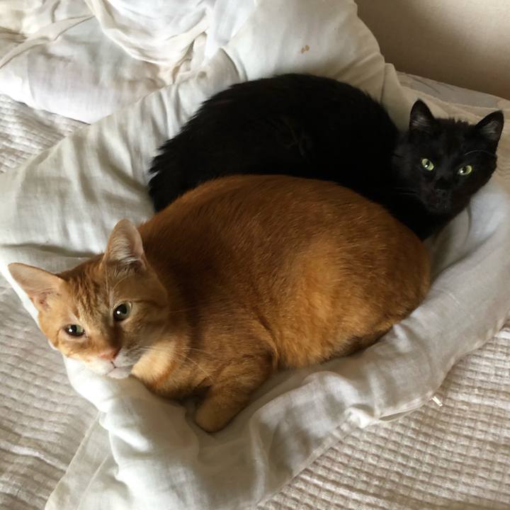 1a7fd5b2 64a5 4660 9b0c 80ef7a84cf41 1599950429258