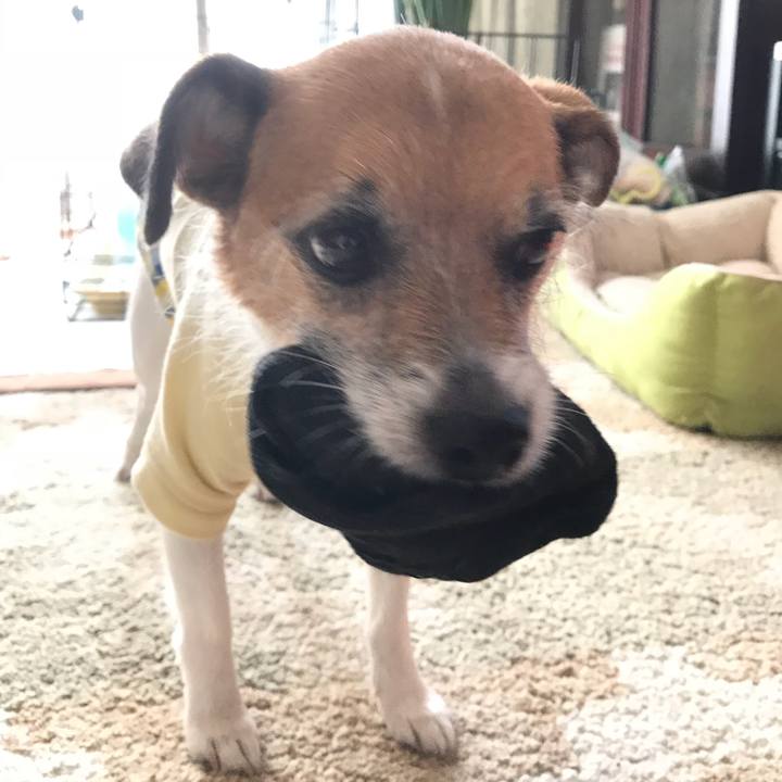 1a820a84 e9bf 4d56 8f30 c1bd8fc5b67f 1522889842498