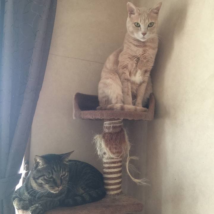 1a85f7a1 c085 4ae9 a9d6 2eaa69b67e1a 1523487030263