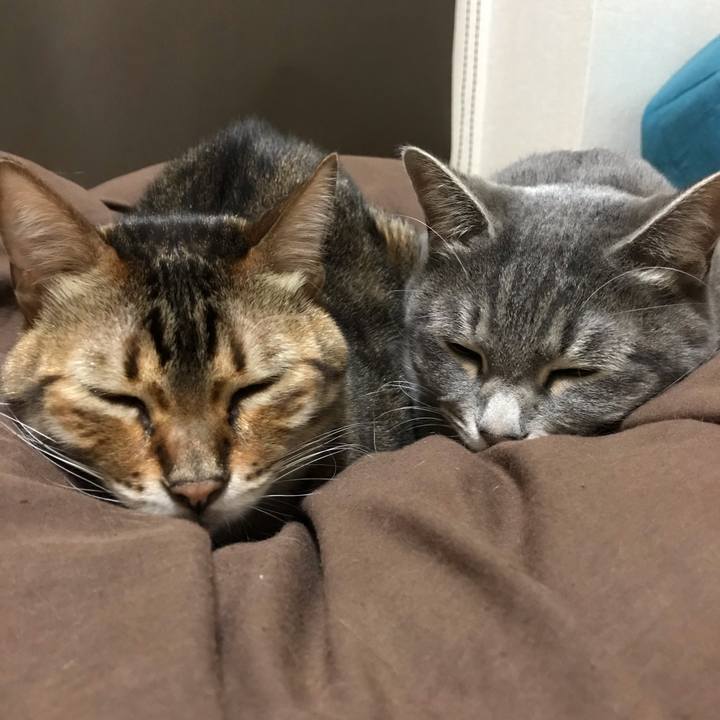 1a879ac0 28ae 4f84 b826 11a58a8ece69 1575619567445