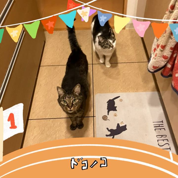 1a9000e8 dd5f 4001 9256 5b2a5bde4f53 1762287836800