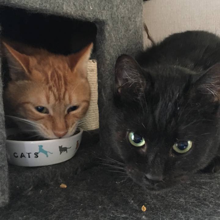 1a93598d b702 4d03 a130 812152dd72d8 1532350262697