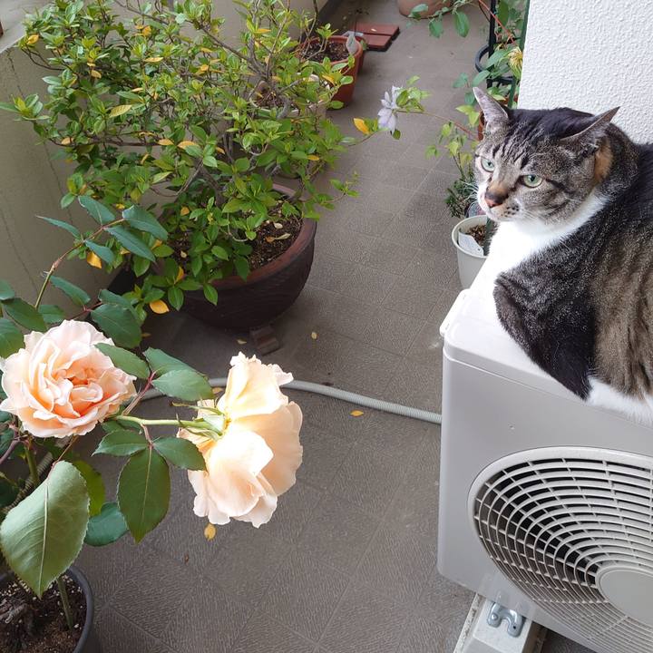 1a96fa48 9a2d 4104 87b8 2311d1031b52 1589963386227