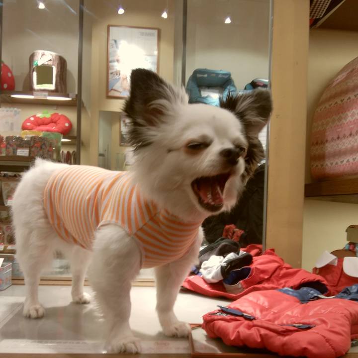 1a9afd35 4515 435e ae5e e421108b4f00 1539525338643