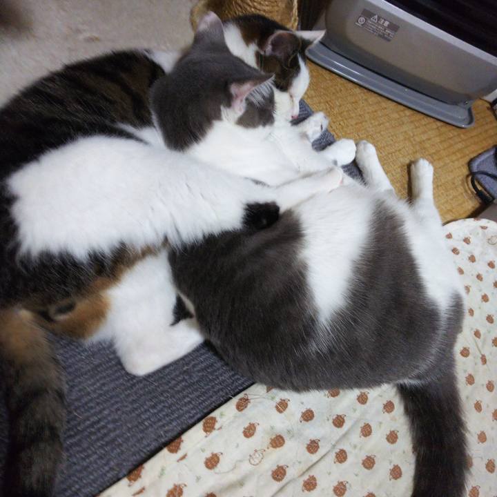 1a9d6614 aa9f 4d95 89e4 b127127d9051 1544778075251