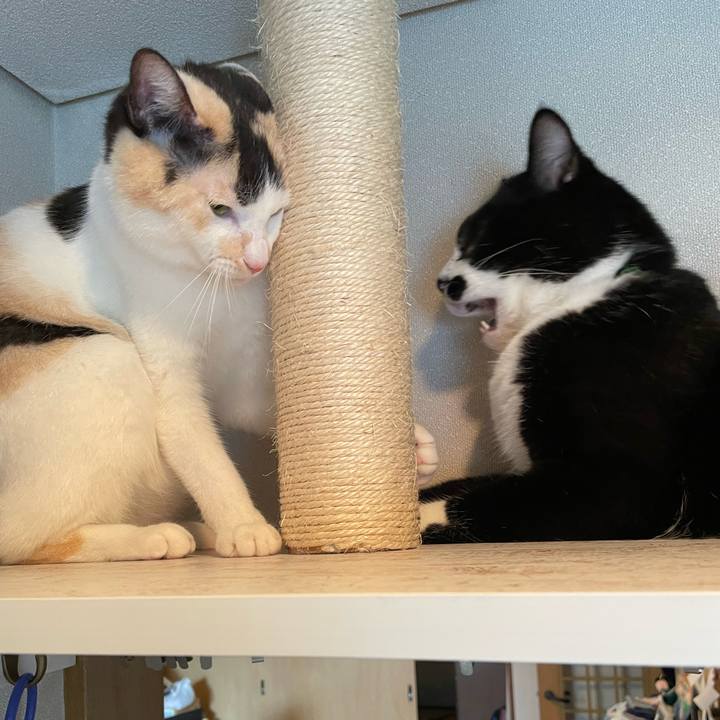 1a9e6aaa 4d9b 4f6f 83b3 2c57360eeac0 1694386762543