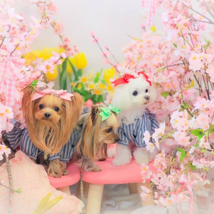 1a9f1ee2 c389 4a07 b6d0 a2ebd25fa322 1680435729821