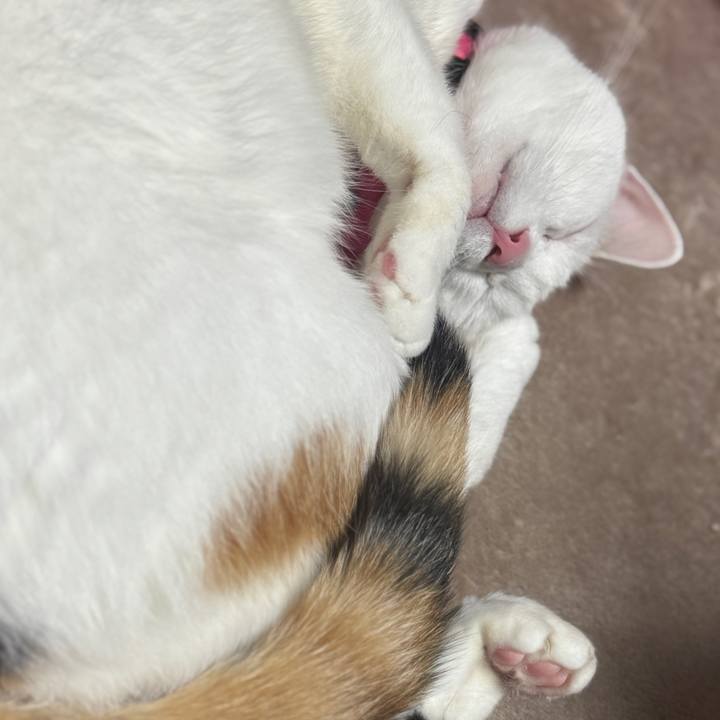 1aa03c8b 35c8 479d 91c7 f45af897f42b 1762078525581