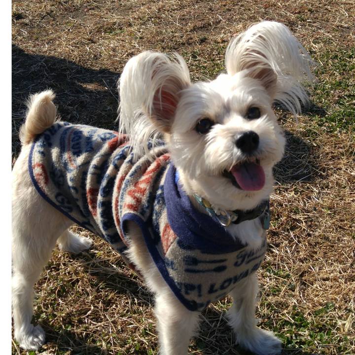 1aa77e11 9fa3 4c36 935d 57246ed3fc53 1515571618515