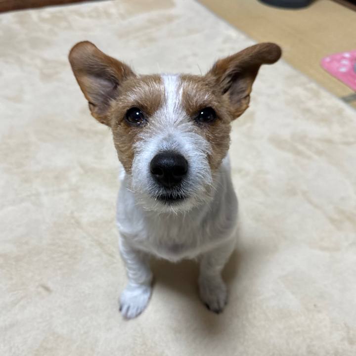 1aa87b89 4a9a 4a53 8c30 b1f3d5bf86d4 1770069528607