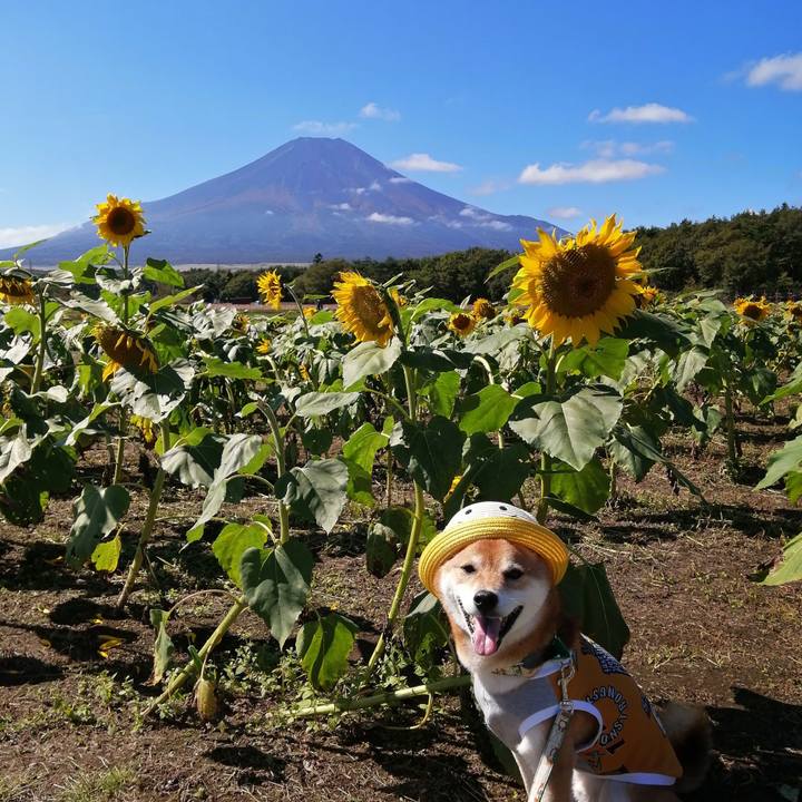 1aab74a7 ed01 4c2b 83d4 d6bebb053c3f 1633959742471