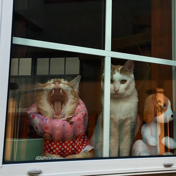 1aac1fc4 f8fe 4bbe bc5a c7923509bb83 1527918399143