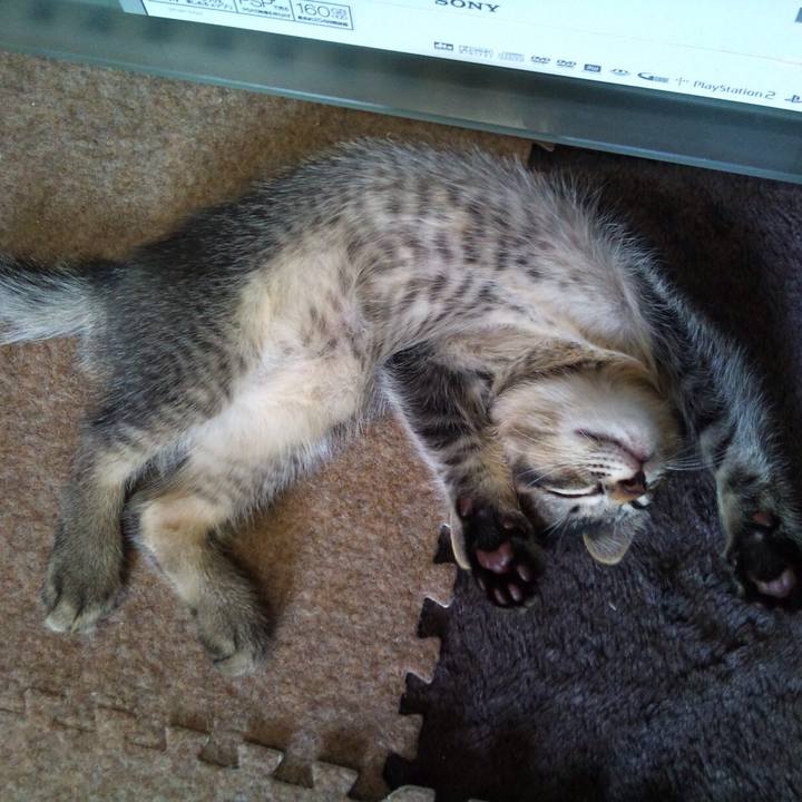 1ab796b9 460a 4194 8a72 f9ff69924e3b 1512653331650