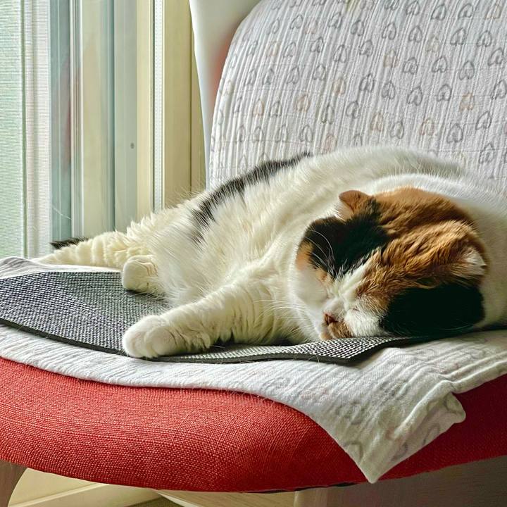 1aba8019 a439 4b28 b75c bf81f74d50a2 1621863171392