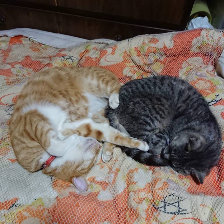 1abc9e92 a1c4 4df6 a805 b2406e1eac98 1603972380833