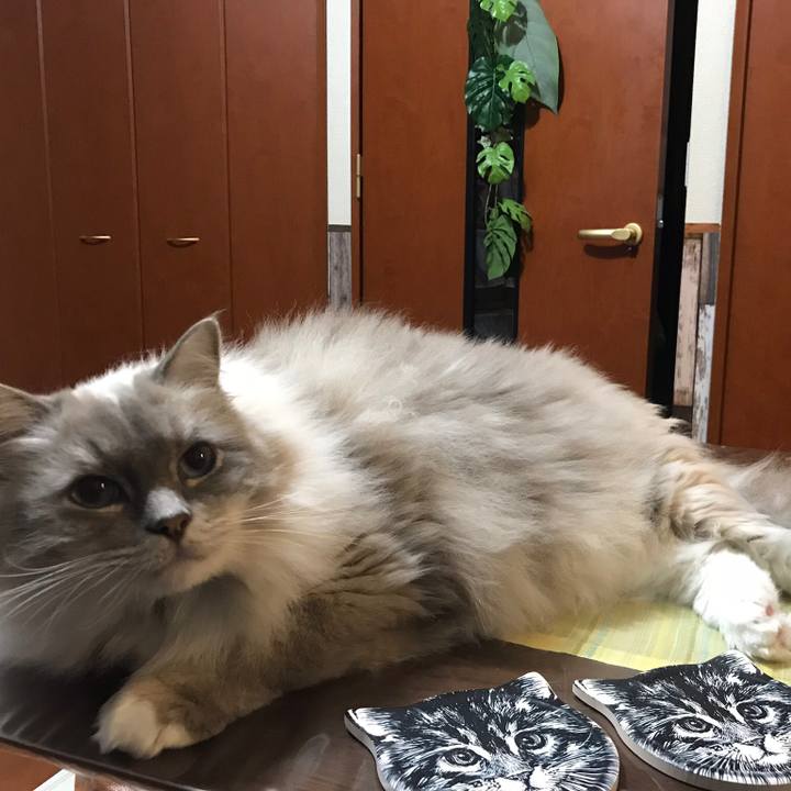 1abe1cde 78b0 457e 81ba ad1529376827 1543585021607