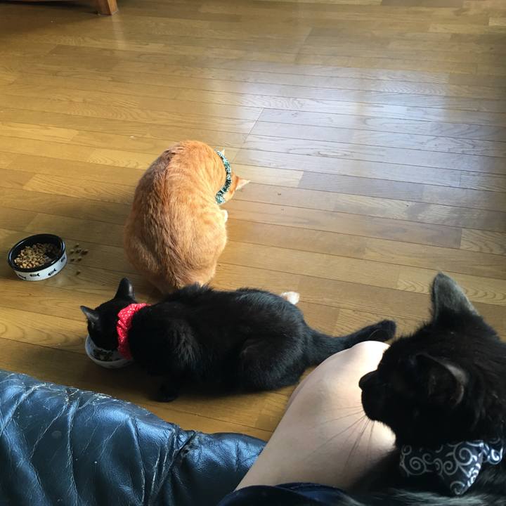 1ac118ca d775 4dcf 8836 242c7c87f2ae 1536009525183