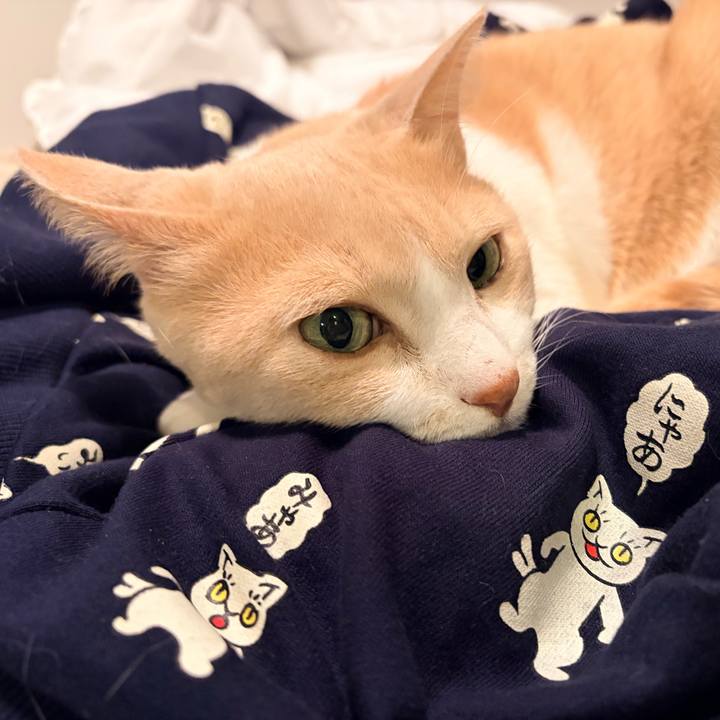 1ac18bcf 85d2 4715 bd45 02e51f1dc5fa 1774092863661