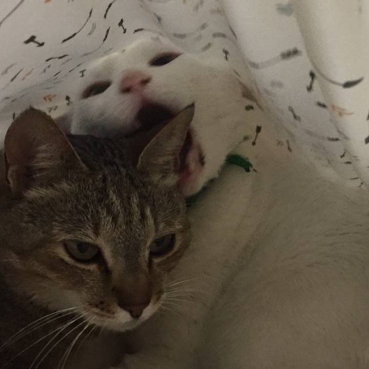 1ac4a617 3c9f 42a7 b343 066e4fa4c166 1556231828298