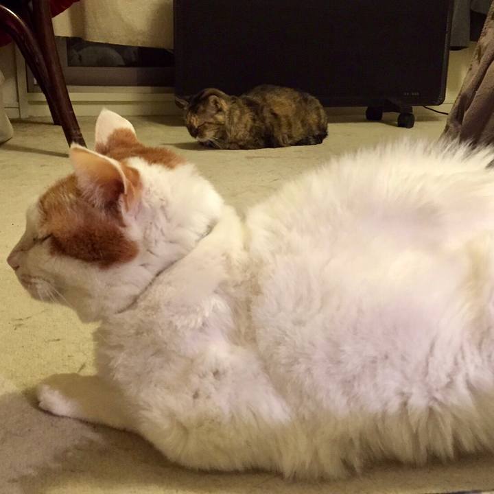 1ac5de44 d5f2 42fa 81c8 46b0c546fa10 1516939123358