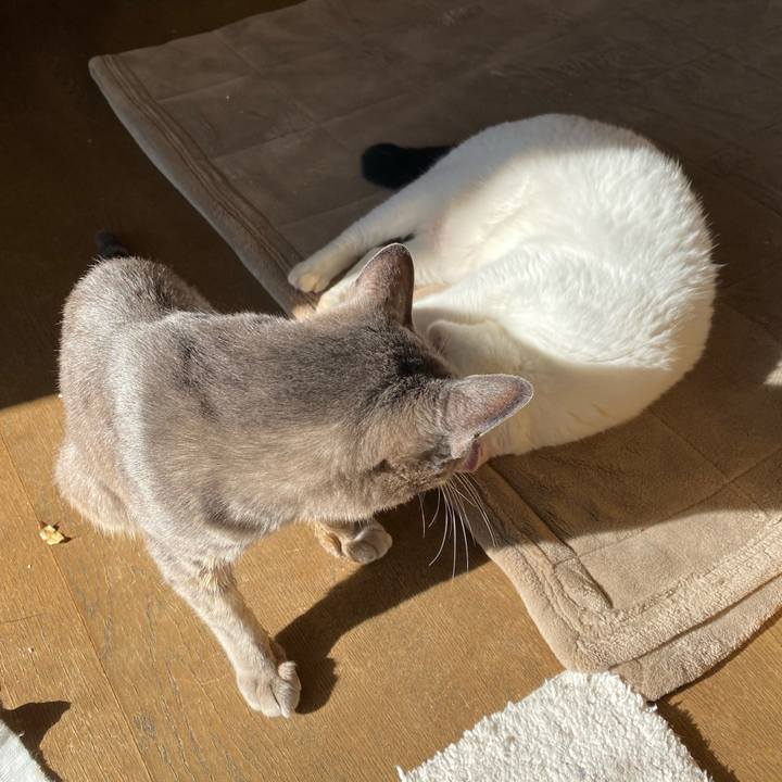 1acc1224 9e46 428b 92d6 f62bced0e0a2 1607392789335