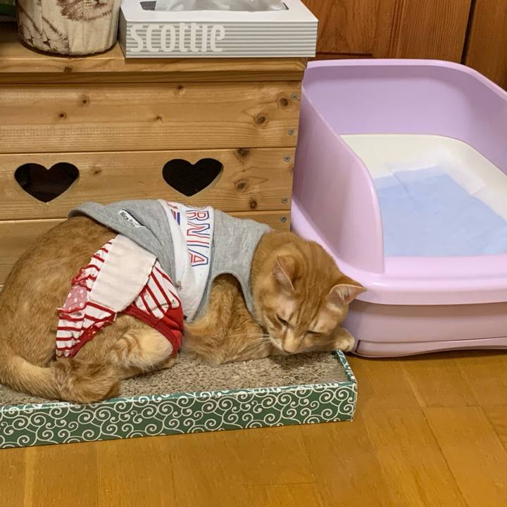 1acd4ccb 87c8 49c0 8fa3 1e28aaa80df1 1614256667317