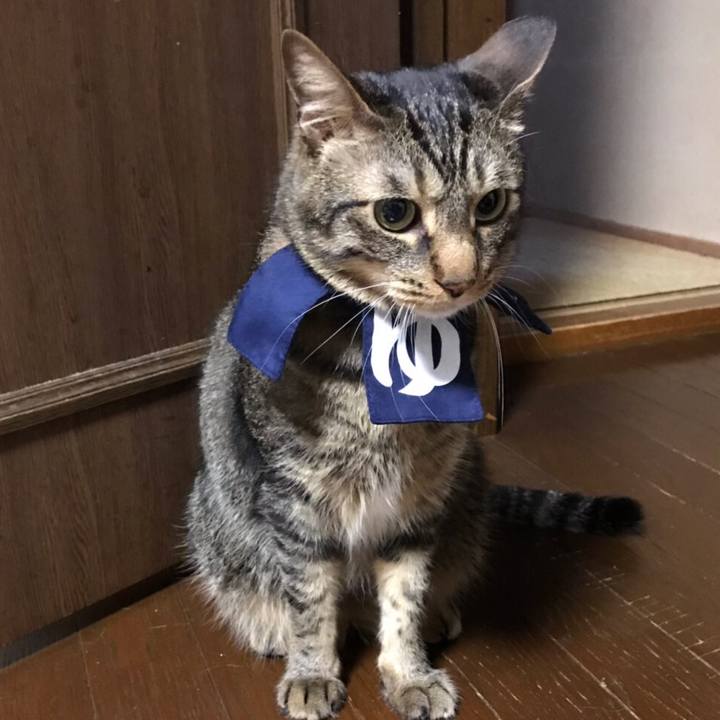 1ad06eb5 78e3 4ea6 bb6f 36d448e8652c 1562590022462