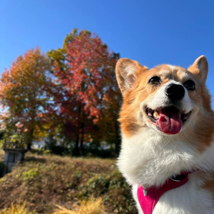 1ad07af7 3744 4dc2 b660 4530a74ffc9b 1732420883497