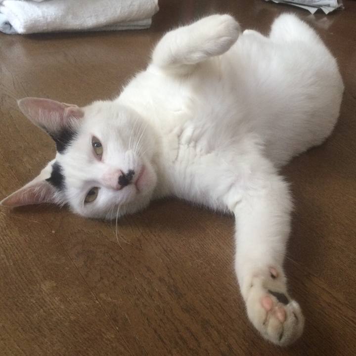 1ad0a4a1 2fe1 4c28 acca d346b46ce37e 1532241257613