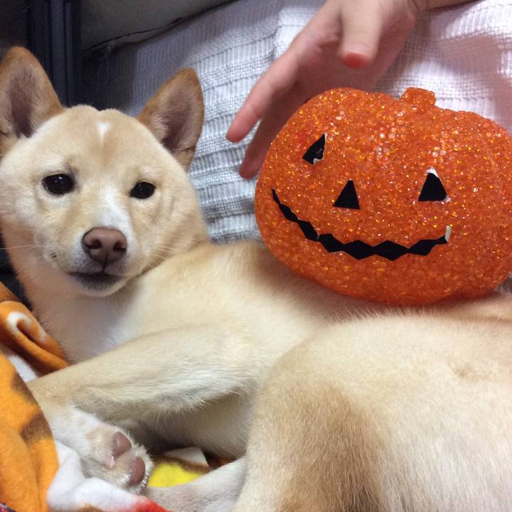 1ad22f15 2500 4a2d 9fda 9e48bfae7935 1509280122091