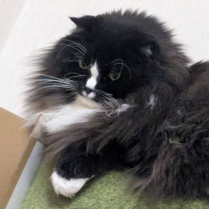 1ad2e41a b3c3 4dab ac1d 0c8a4a342caf 1762948785351