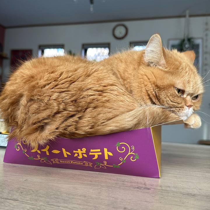 1ad3ae06 74e4 41cf 916b 09337b303080 1773214492078