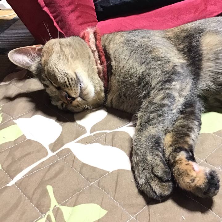 1ad76400 2e85 4dbe 8401 40bcb8fed1e6 1633071121462