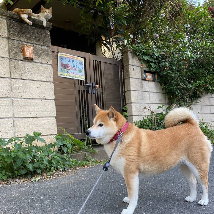 1ad9999f c98c 45ba 870a cbd95f8e02ca 1619012754079