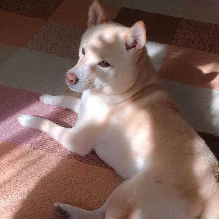 1ada1729 5c03 43eb 9965 cd6020517fb7 1575770462828